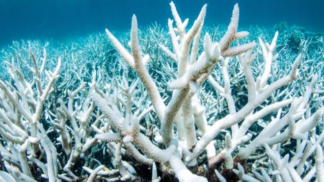 Nắng nóng có ảnh hưởng tới rạn san hô như thế nào?