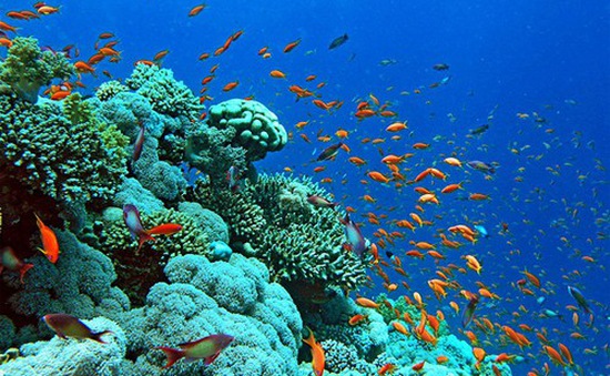 Rạn san hô hồi phục sau khi bị tẩy trắng