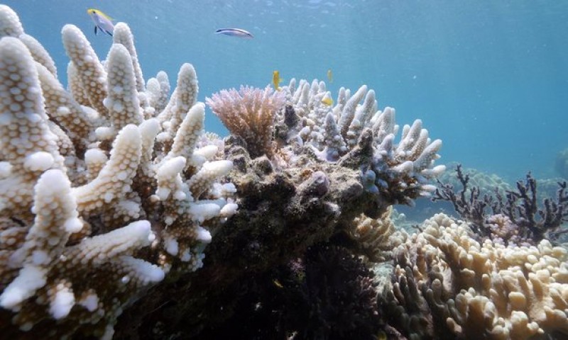 Rạn san hô bị tẩy trắng khi nắng nóng kéo dài