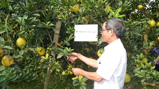 Mô hình trồng bưởi đỏ Tân Lạc tại Hà Nội đem lại hiệu quả kinh tế cao cho người trồng
