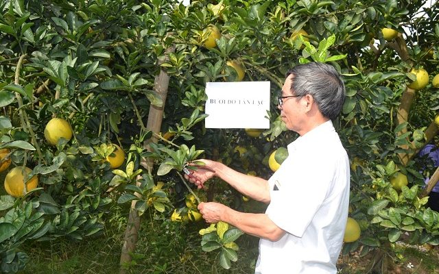 Mô hình trồng bưởi đỏ Tân Lạc tại Hà Nội đem lại hiệu quả kinh tế cao cho người trồng