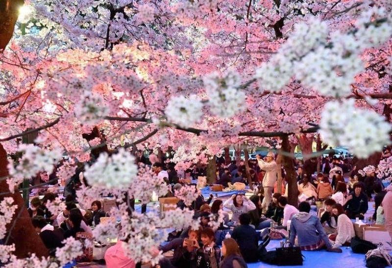 Lễ hội hoa anh đào ở Nhật Bản