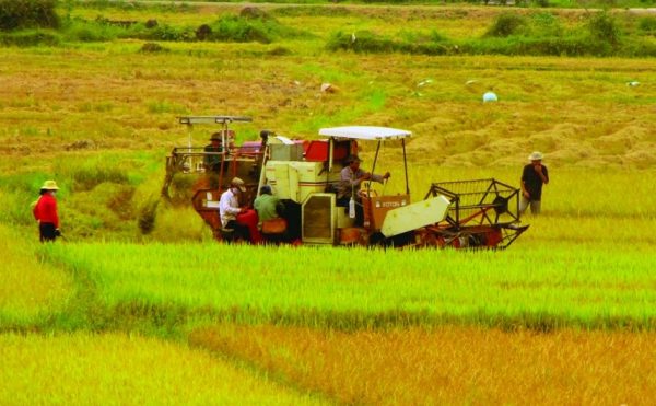 Long An, Hải Dương và Thái Nguyên được chuyển đổi đất trồng lúa
