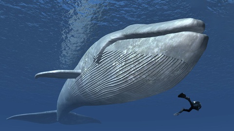Phát hiện quần thể cá voi xanh mới